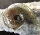 SWEET GALATICERAS - JURASSIC, LYME REGIS.