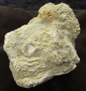 SYRINGOPORA BIFURCATA  WITH HELIOLITES INTERSTINCTUS - SILURIAN, GLOUCESTERSHIRE.