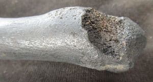 TAPIR FOOTBONE SHOWING PATHOLOGY / BITE - PLEISTOCENE, FLORIDA.