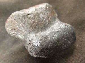 TAPIR TOEBONE - PLEISTOCENE, FLORIDA.