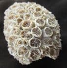 TARBELLASTRAEA CONOIDEA - A BEAUTIFUL MIOCENE CORAL FROM HUNGARY.
