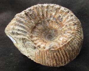 TELOCERAS PARVUM - JURASSIC, GERMANY.
