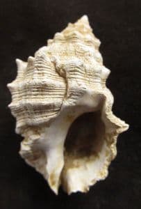 THAIS HAEMOSTOMA - MIOCENE, HUNGARY.
