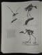 THE ORIGIN AND EVOLUTION OF BIRDS BY ALAN FEDUCCIA. 1996.
