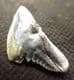 TIGER SHARK TOOTH - EOCENE, HAMPSHIRE.