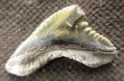 TIGER SHARK TOOTH - EOCENE, HAMPSHIRE.