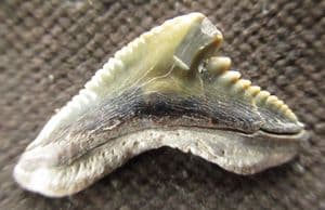 TIGER SHARK TOOTH - EOCENE, HAMPSHIRE.
