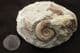 TMETOCERAS SCISSUM - JURASSIC, DORSET.