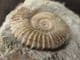 TMETOCERAS SCISSUM - JURASSIC, DORSET.