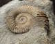 TMETOCERAS SCISSUM - JURASSIC, DORSET.
