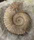 TMETOCERAS SCISSUM - JURASSIC, DORSET.