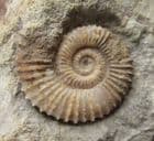 TMETOCERAS SCISSUM - JURASSIC, DORSET.