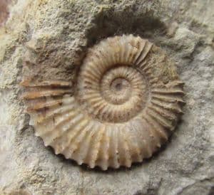 TMETOCERAS SCISSUM - JURASSIC, DORSET.