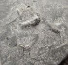 TOOTH FROM A RARE PRIMITIVE SHARK - THRISTYCHIUS ARCUATUS - COAL MEASURES, NORTHUMBERLAND.