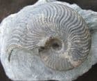 TOP QUALITY GLEVICERAS ELEGANS - JURASSIC, YORKSHIRE.