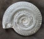 TOP QUALITY HILDOCERAS BIFRONS - JURASSIC, YORKSHIRE.