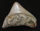 TOP QUALITY 'MEG' TOOTH FROM THE MIOCENE OF INDONESIA.
