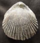 TORQUIRHYNCHIA INCONSTANS - KIMMERIDGIAN, DORSET.