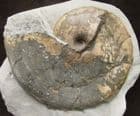 TRAGOPHYLLOCERAS LOSCOMBI - JURASSIC, DORSET.