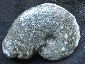 TRAGOPHYLLOCERAS UNDULATUM - JURASSIC, CHARMOUTH, DORSET.