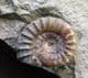 TRIANGLE OF MATRIX WITH 2 SPECIES OF AMMONITE - JURASSIC, LYME REGIS.