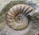 TRIANGLE OF MATRIX WITH 2 SPECIES OF AMMONITE - JURASSIC, LYME REGIS.