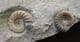 TRIANGLE OF MATRIX WITH 2 SPECIES OF AMMONITE - JURASSIC, LYME REGIS.