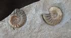 TRIANGLE OF MATRIX WITH 2 SPECIES OF AMMONITE - JURASSIC, LYME REGIS.