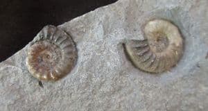 TRIANGLE OF MATRIX WITH 2 SPECIES OF AMMONITE - JURASSIC, LYME REGIS.