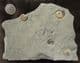TRIANGLE OF PROMICROCERAS - JURASSIC, LYME REGIS