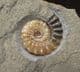 TRIANGLE OF PROMICROCERAS - JURASSIC, LYME REGIS
