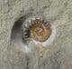 TRIANGLE OF PROMICROCERAS - JURASSIC, LYME REGIS