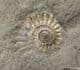 TRIANGLE OF PROMICROCERAS - JURASSIC, LYME REGIS