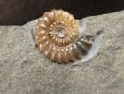 TRIANGLE OF PROMICROCERAS - JURASSIC, LYME REGIS
