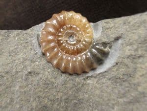 TRIANGLE OF PROMICROCERAS - JURASSIC, LYME REGIS