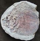 TRIASSIC DEEP BODIED FISH FROM MADAGASCAR.