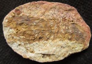 TRIASSIC SHRIMP FROM MADAGASCAR.