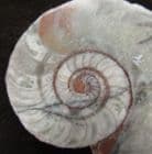 TRILACHINOCERAS HUNANENSE - MIDDLE ORDOVICIAN, CHINA.