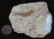 TROLLICHTHYS BOLCENSIS - EOCENE, MONTE BOLCA , ITALY.
