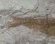 TROLLICHTHYS BOLCENSIS - EOCENE, MONTE BOLCA , ITALY.