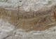 TROLLICHTHYS BOLCENSIS - EOCENE, MONTE BOLCA , ITALY.