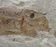 TROLLICHTHYS BOLCENSIS - EOCENE, MONTE BOLCA , ITALY.