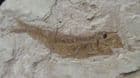 TROLLICHTHYS BOLCENSIS - EOCENE, MONTE BOLCA , ITALY.