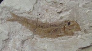 TROLLICHTHYS BOLCENSIS - EOCENE, MONTE BOLCA , ITALY.