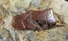 TURTLE SHELL FRAGMENT - JURASSIC, GLOUCESTERSHIRE.