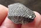 TURTLE SHELL - LOWER CRETACEOUS, HASTINGS.