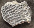 TURTLE SHELL - TRIONYX CIRCUMSULCATUS - EOCENE, HAMPSHIRE.