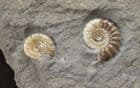 TWO LOVELY PROMICROCERAS - JURASSIC, LYME REGIS.