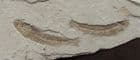 TWO LOWER CRETACEOUS FISH FROM MOROCCO.