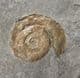 TWO MICROCONCH PSILOCERAS PLANORBIS - JURASSIC, SOMERSET.
